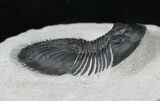 Well Preserved Thysanopeltis Trilobite #15382-3